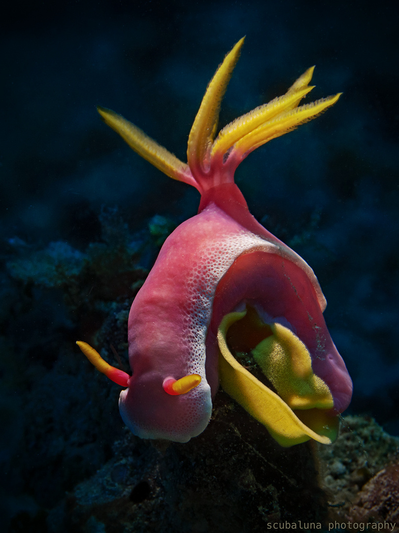 Lila-Prachtsternschnecke mit Gelege