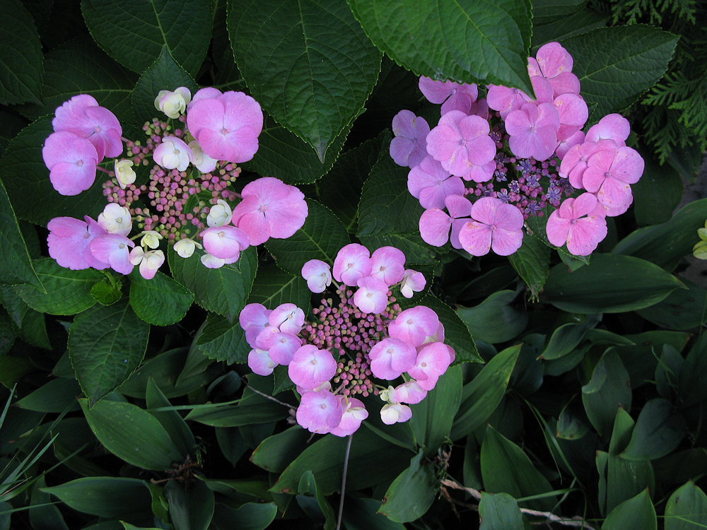 lila, rosa und weiß