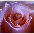 lila rose