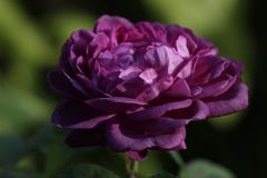 lila Rose