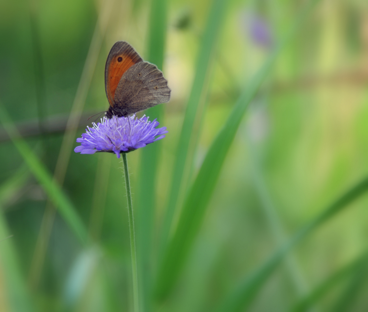 lila schmetterling