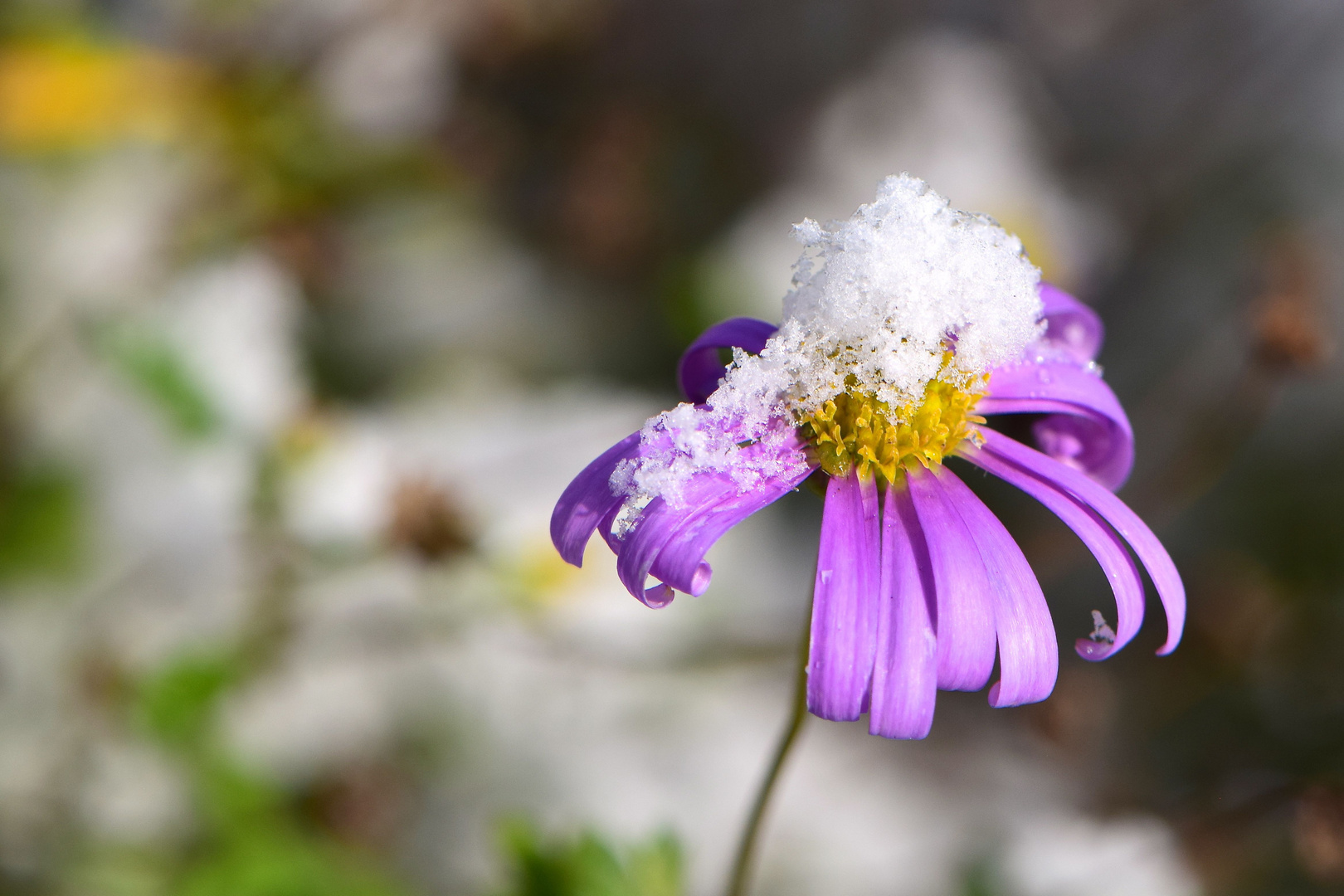 Lila Schneeprinzessin