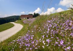 Lila Sommertraum mit Haus