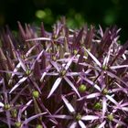 lila Sternalium im Sonnenlicht