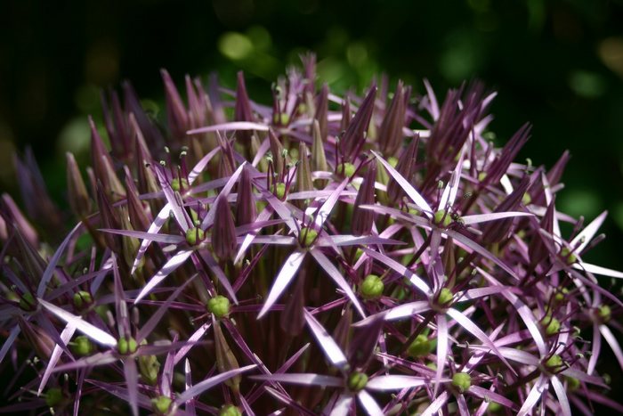 lila Sternalium im Sonnenlicht