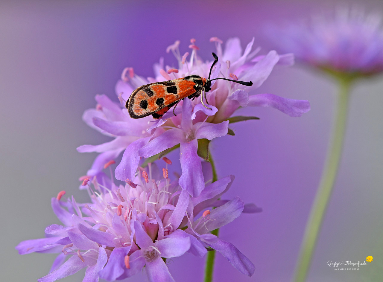 Lila Traum mit Widderchen