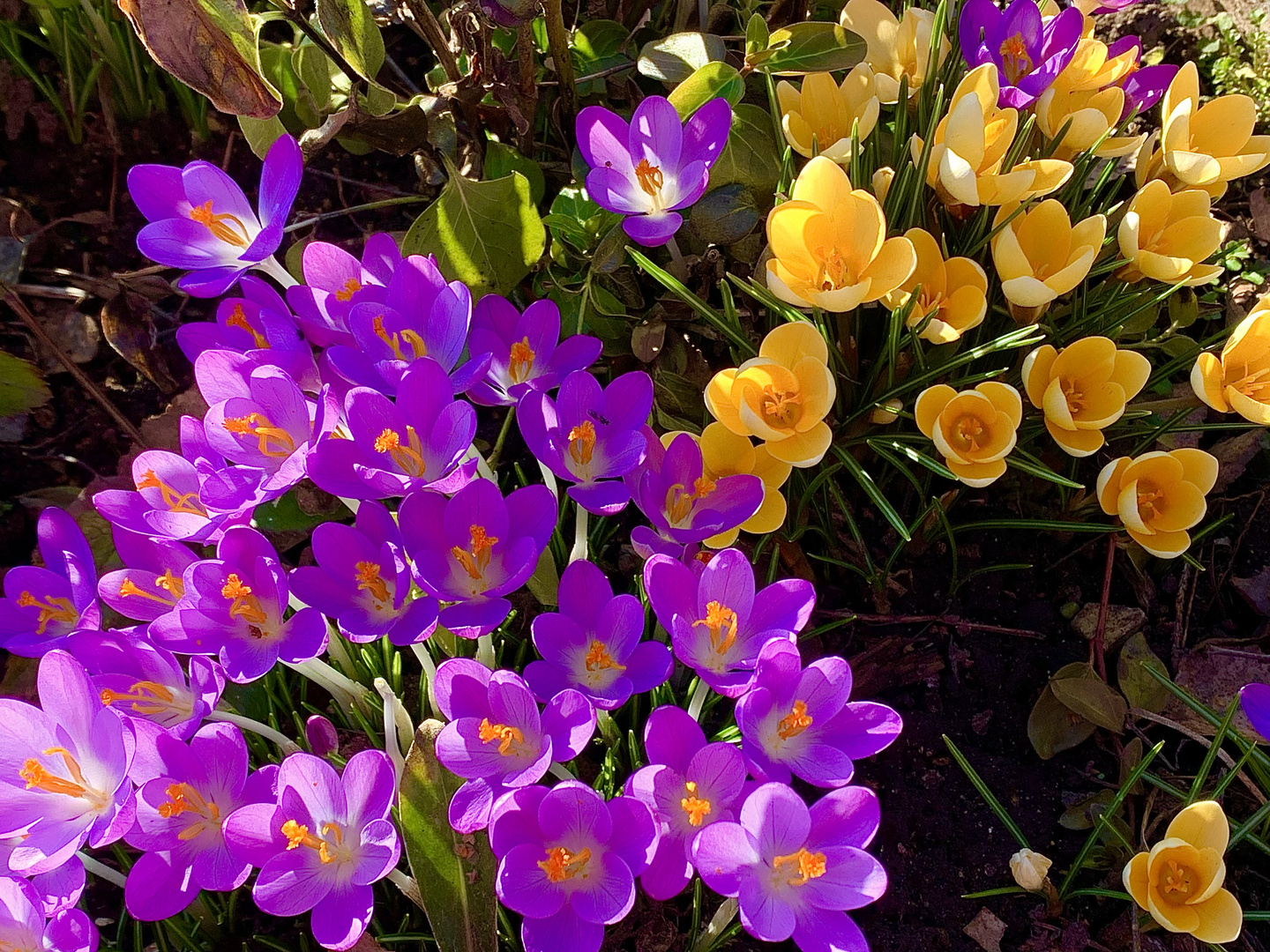 Lila trifft Gelb Foto & Bild pflanzen, pilze & flechten, blüten