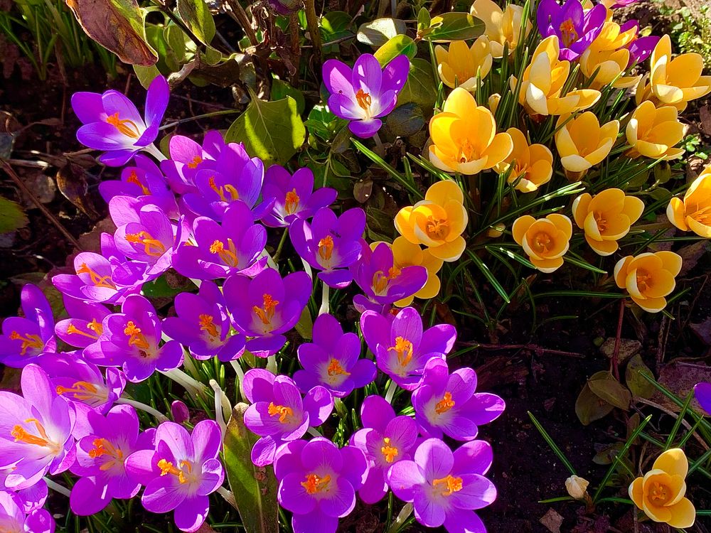 Lila trifft Gelb Foto & Bild pflanzen, pilze & flechten, blüten