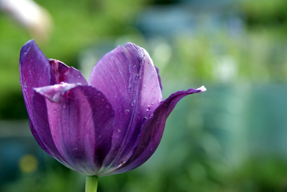 LILA Tulpe Foto & Bild | pflanzen, pilze & flechten ... LILA Tulpe Foto & Bild | pflanzen, pilze & flechten ...