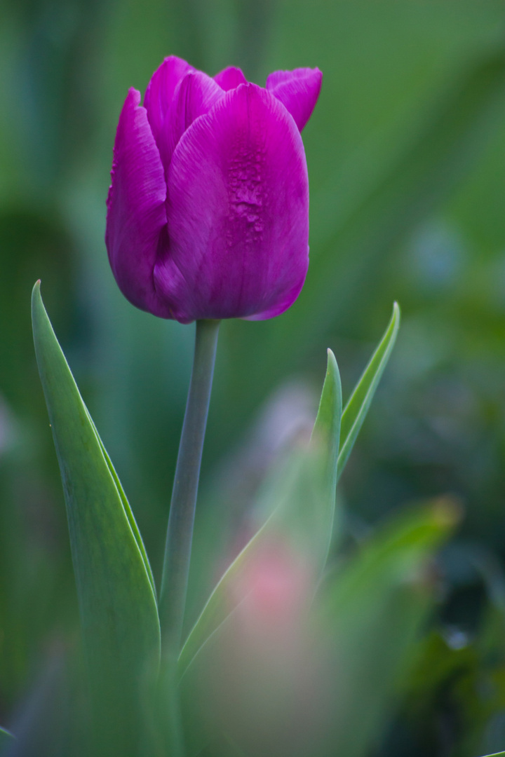 Lila Tulpe Foto &amp; Bild pflanzen, pilze &amp; flechten, blüten