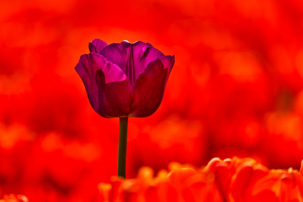 Lila Tulpe im Roten Meer - 23.04.2019