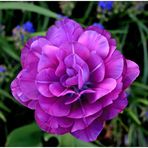 lila Tulpe ... (Mittwochsblümchen)