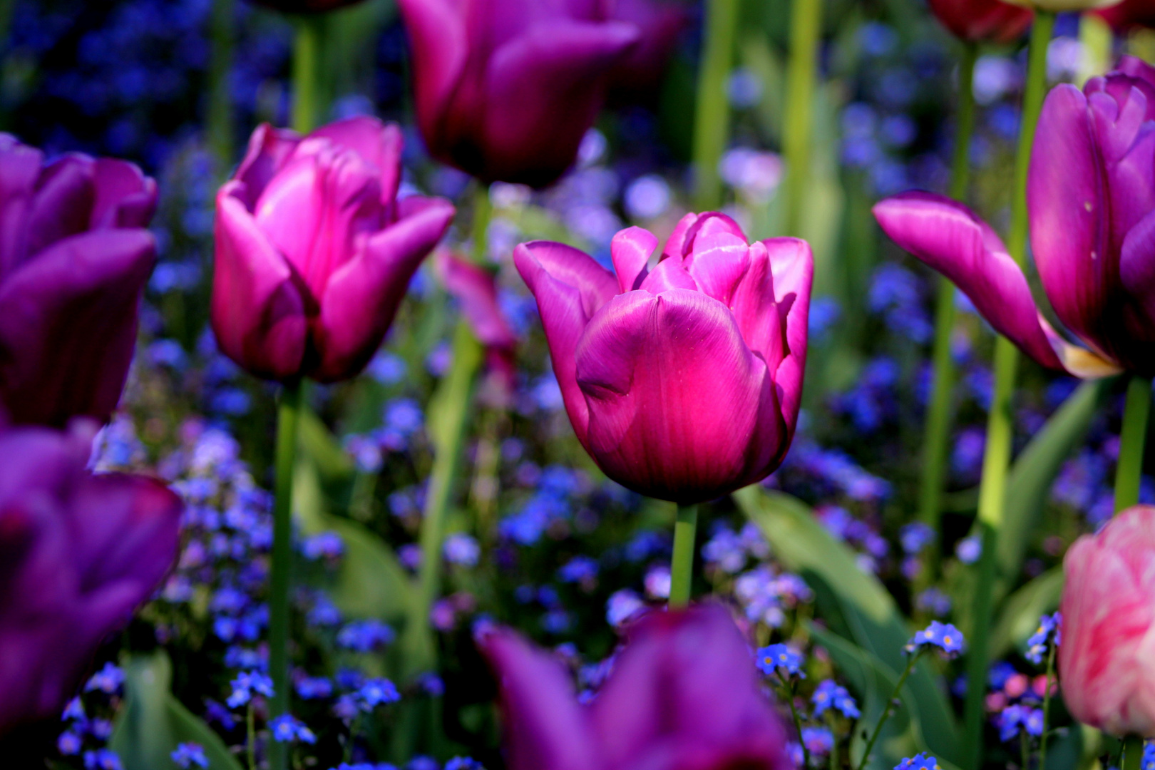 Lila Tulpen Foto & Bild pflanzen, pilze & flechten, blüten