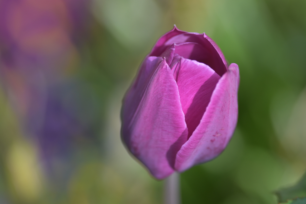 Lila Tulpen im Garten