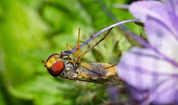 LILA VERSUCHUNG - LUFTAKROBAT TRIFFT ZUCKERSTANGE