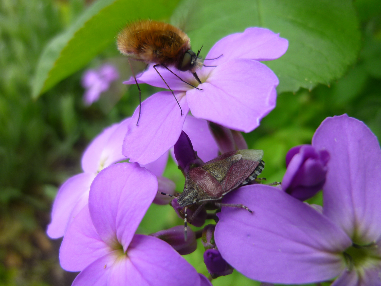 Lila Wanze auf lila Blüte