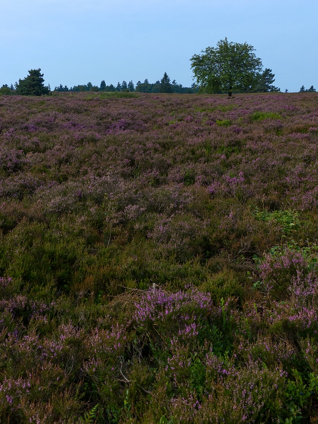 Lila war die Heide