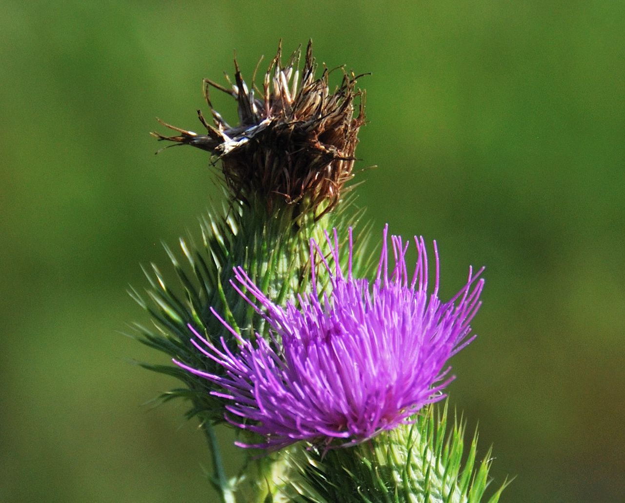 lila Weg-Distel