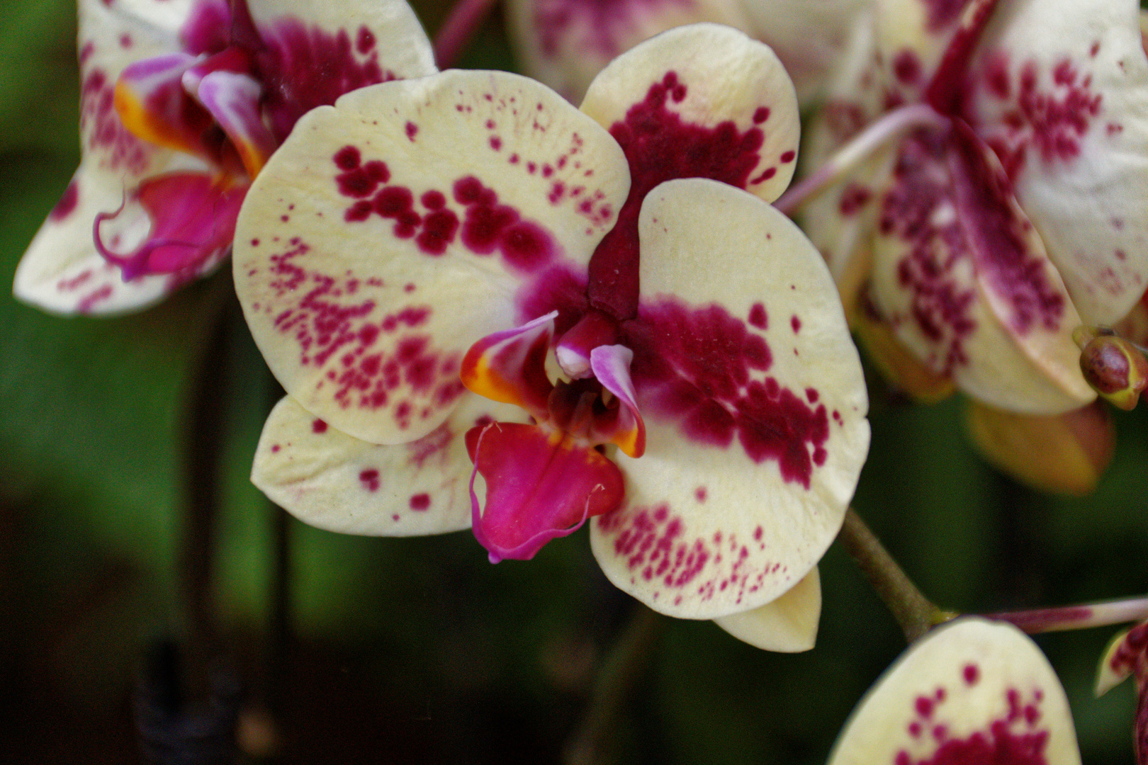 Lila Weiße Orchidee