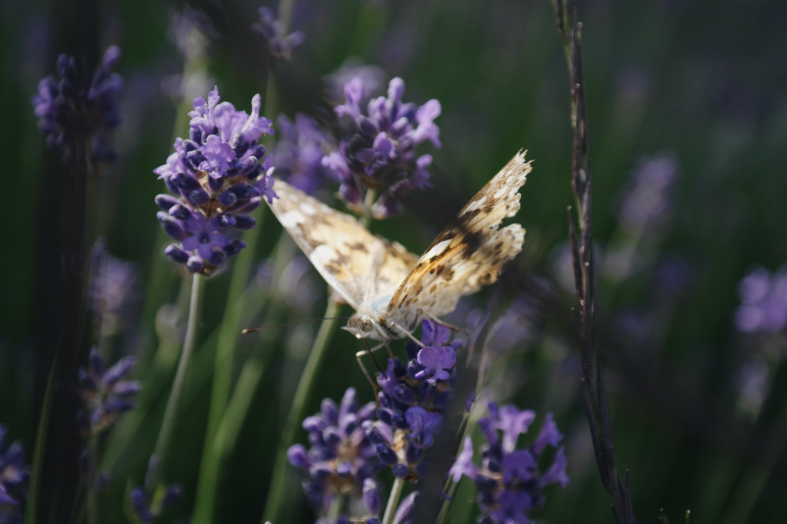 Lila Wolken Foto & Bild tiere, pflanzen, blüten Bilder auf
