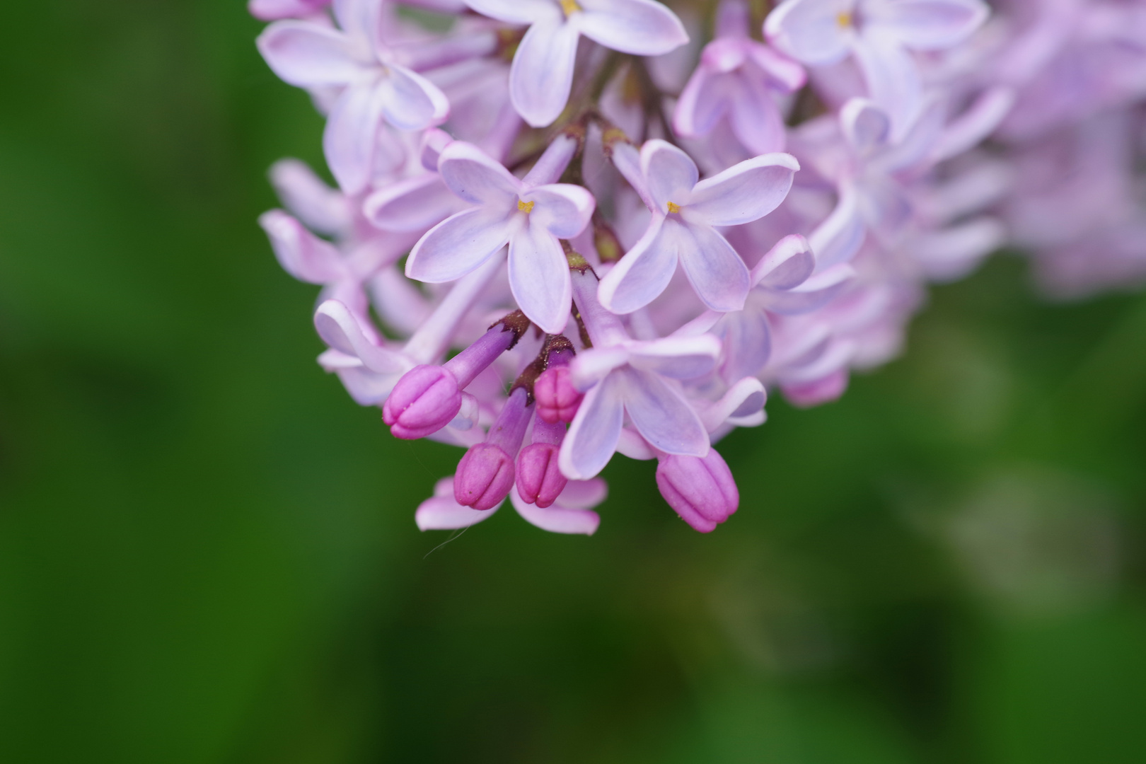 lilac