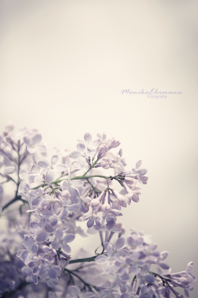 .lilac.