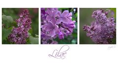 ...lilac...