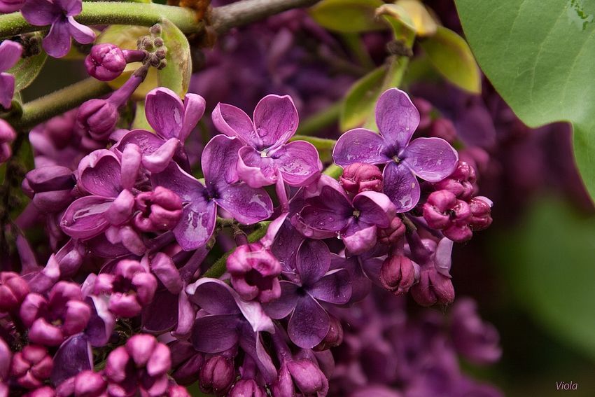 Lilac after the rain