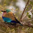 Lilac-breasted Roller