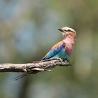 lilac breasted roller