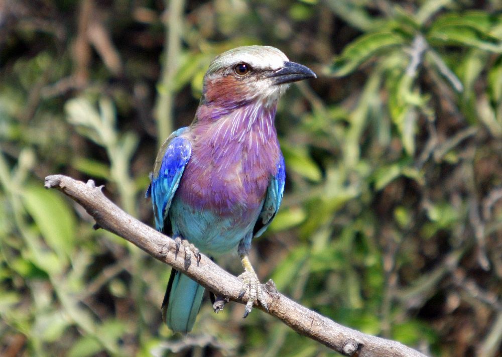 Lilac Breasted Roller