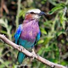 Lilac Breasted Roller