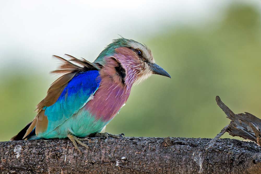 Lilac breasted roller