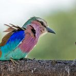 Lilac breasted roller