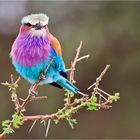 Lilac-breasted Roller