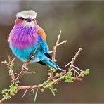 Lilac-breasted Roller