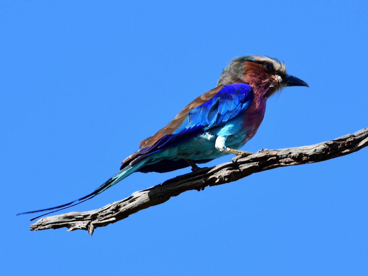 LILAC BREASTED ROLLER 2