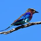 LILAC BREASTED ROLLER 2