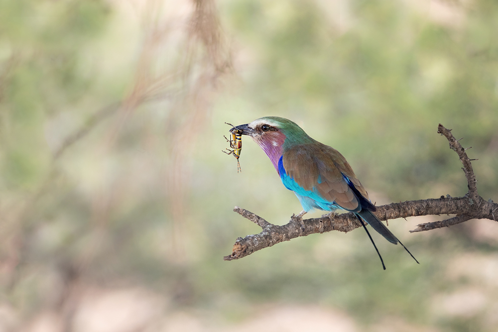 lilac breasted roller