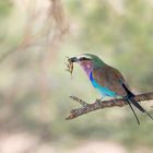 lilac breasted roller