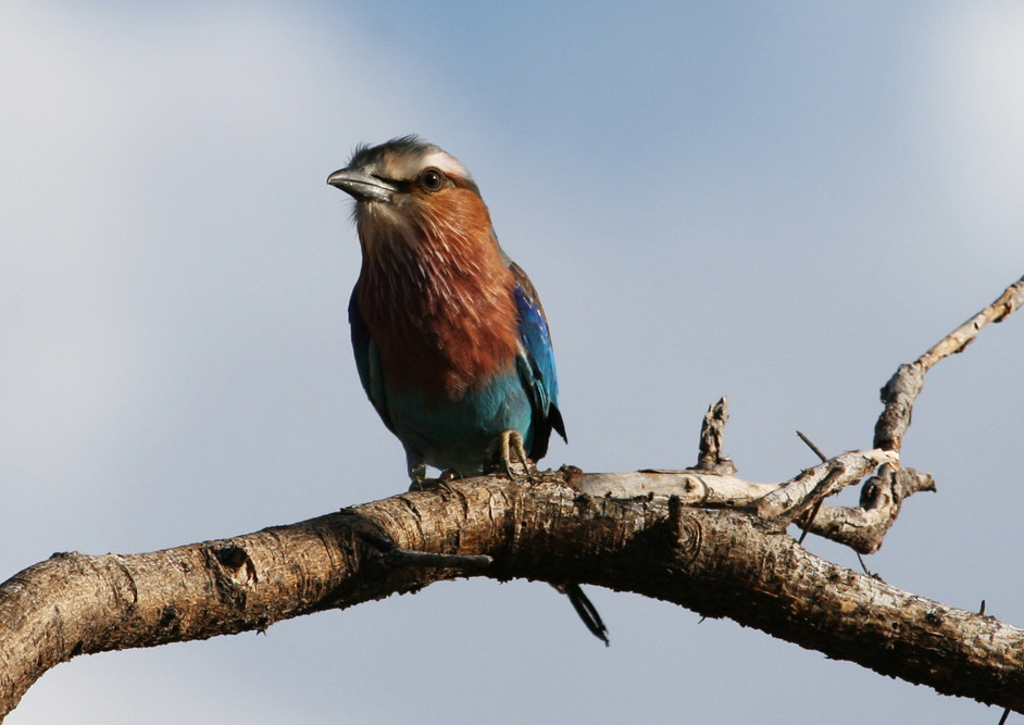 LILAC-BREASTED ROLLER