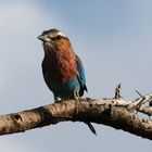 LILAC-BREASTED ROLLER