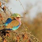 Lilac breasted roller