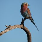 Lilac breasted roller