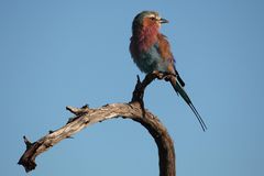 Lilac breasted roller