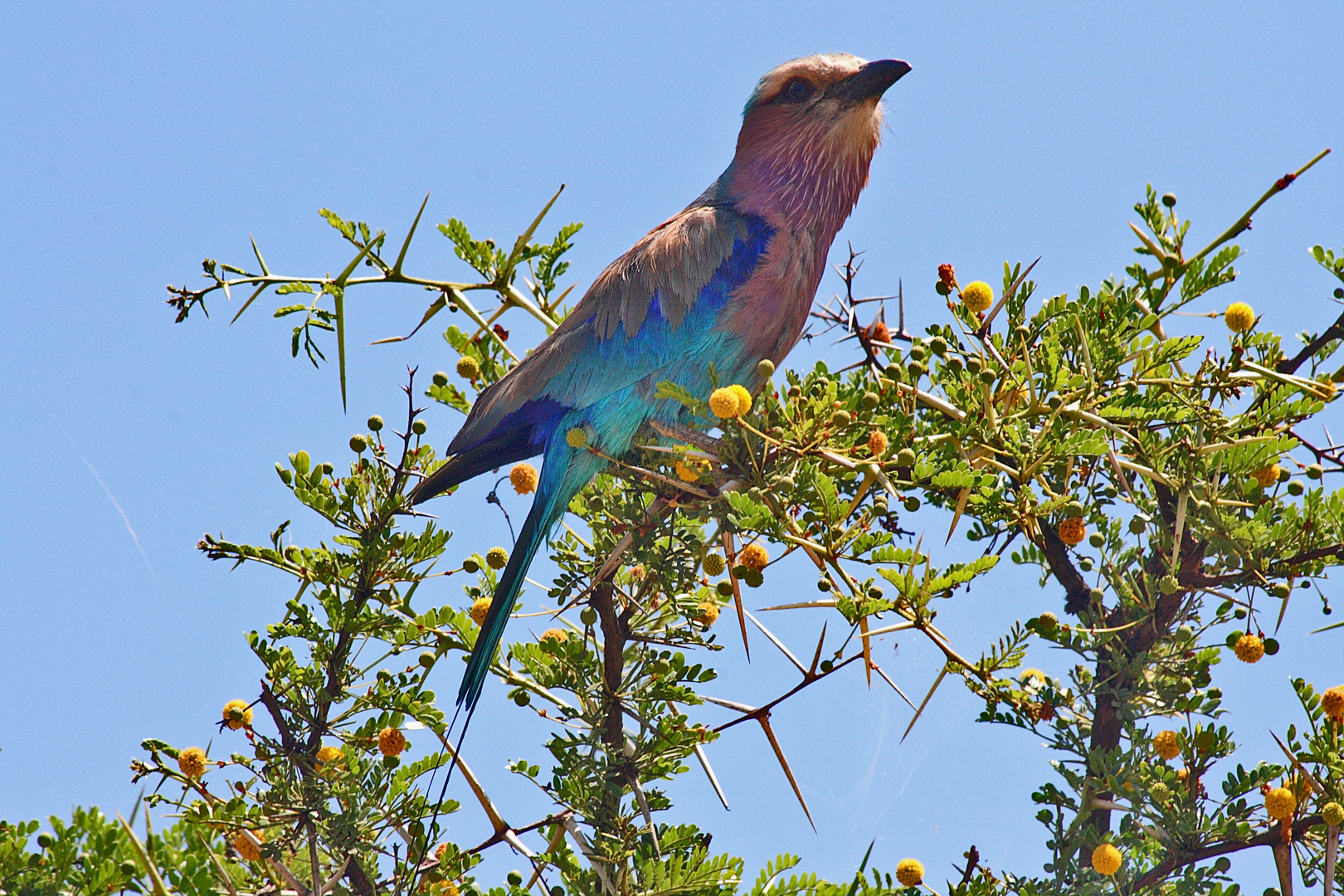 lilac breasted roller