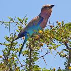 lilac breasted roller