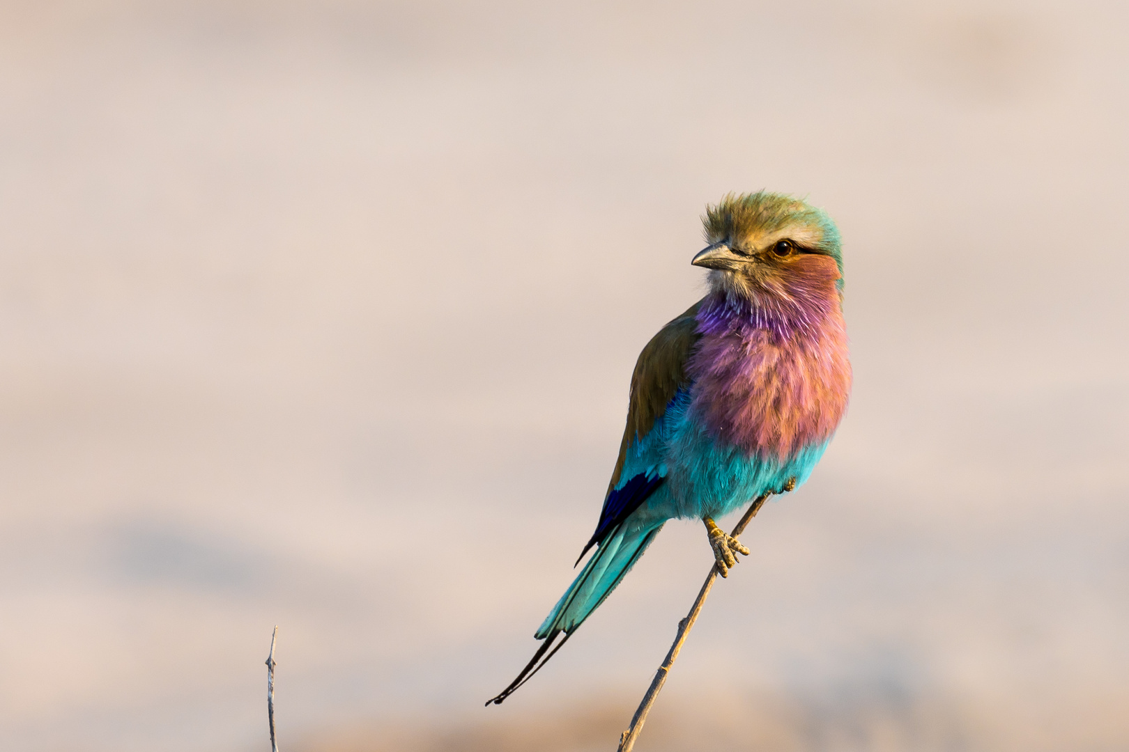 Lilac-breasted roller