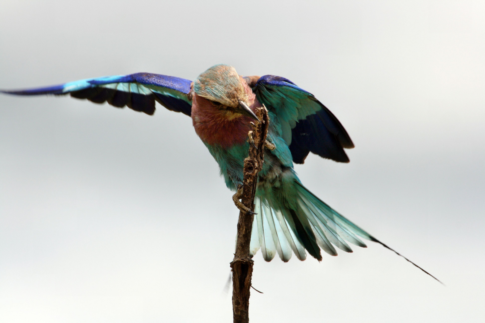 Lilac Breasted Roller