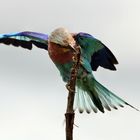 Lilac Breasted Roller